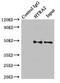 HtrA Serine Peptidase 2 antibody, orb48415, Biorbyt, Immunoprecipitation image 