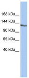 SWI/SNF-Related, Matrix-Associated Actin-Dependent Regulator Of Chromatin, Subfamily A, Containing DEAD/H Box 1 antibody, TA337239, Origene, Western Blot image 