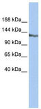 SWI/SNF-related matrix-associated actin-dependent regulator of chromatin subfamily A containing DEAD/H box 1 antibody, TA337239, Origene, Western Blot image 