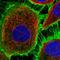 EGFR antibody, HPA018530, Atlas Antibodies, Immunofluorescence image 