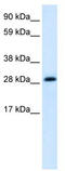 Activator Of Basal Transcription 1 antibody, TA330622, Origene, Western Blot image 