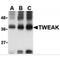 TNF Superfamily Member 12 antibody, MBS150839, MyBioSource, Western Blot image 