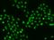 Nitric Oxide Synthase 1 Adaptor Protein antibody, 200606-T02, Sino Biological, Immunohistochemistry paraffin image 