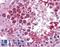 Cysteine Rich Secretory Protein 2 antibody, LS-B5318, Lifespan Biosciences, Immunohistochemistry paraffin image 