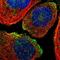 Solute Carrier Family 45 Member 3 antibody, NBP1-89630, Novus Biologicals, Immunofluorescence image 