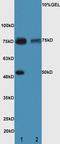 Divergent Protein Kinase Domain 2B antibody, orb10491, Biorbyt, Western Blot image 