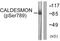 Caldesmon 1 antibody, LS-C198714, Lifespan Biosciences, Western Blot image 