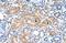 Phosphodiesterase 9A antibody, A02203, Boster Biological Technology, Immunohistochemistry frozen image 