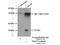 ISG15 Ubiquitin Like Modifier antibody, 15981-1-AP, Proteintech Group, Immunoprecipitation image 