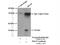 Ubiquitin-like protein ISG15 antibody, 15981-1-AP, Proteintech Group, Immunoprecipitation image 