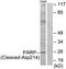 Poly(ADP-Ribose) Polymerase 1 antibody, LS-C121097, Lifespan Biosciences, Western Blot image 