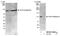 Mediator Complex Subunit 24 antibody, NB100-74599, Novus Biologicals, Western Blot image 