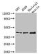 Beta-1,3-Galactosyltransferase 4 antibody, CSB-PA002492LA01HU, Cusabio, Western Blot image 