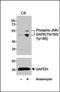 ATP Binding Cassette Subfamily C Member 2 antibody, orb374693, Biorbyt, Western Blot image 