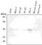 HtrA Serine Peptidase 2 antibody, NBP1-04325, Novus Biologicals, Western Blot image 