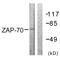 Zeta Chain Of T Cell Receptor Associated Protein Kinase 70 antibody, LS-C117732, Lifespan Biosciences, Western Blot image 