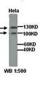 COMM domain-containing protein 1 antibody, orb77245, Biorbyt, Western Blot image 