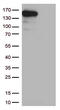 Carbamoyl-Phosphate Synthase 1 antibody, UM800172, Origene, Western Blot image 