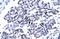 Caudal Type Homeobox 4 antibody, A10130, Boster Biological Technology, Immunohistochemistry paraffin image 