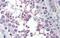 Mediator Complex Subunit 4 antibody, PA5-43592, Invitrogen Antibodies, Immunohistochemistry frozen image 