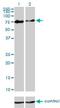 Checkpoint with forkhead and RING finger domains protein antibody, H00055743-M01, Novus Biologicals, Western Blot image 