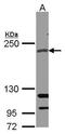 RPTOR Independent Companion Of MTOR Complex 2 antibody, PA5-21582, Invitrogen Antibodies, Western Blot image 