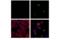 Interferon Regulatory Factor 3 antibody, 37829T, Cell Signaling Technology, Immunofluorescence image 