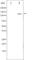 Integrin Subunit Beta 3 antibody, abx011023, Abbexa, Western Blot image 