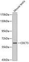 Cell Division Cycle 73 antibody, 13-230, ProSci, Western Blot image 