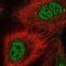 BCL2 Associated Athanogene 2 antibody, NBP2-47544, Novus Biologicals, Immunocytochemistry image 
