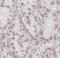 Estrogen receptor beta antibody, FNab02869, FineTest, Immunohistochemistry frozen image 