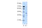 Ring Finger Protein 1 antibody, 28-818, ProSci, Enzyme Linked Immunosorbent Assay image 