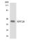 Neuropeptide Y Receptor Y2 antibody, LS-C200280, Lifespan Biosciences, Western Blot image 