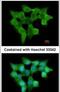 Flavin Containing Dimethylaniline Monoxygenase 3 antibody, PA5-29807, Invitrogen Antibodies, Immunofluorescence image 