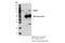 Proprotein Convertase Subtilisin/Kexin Type 7 antibody, 19346S, Cell Signaling Technology, Immunoprecipitation image 