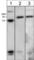 WASP Like Actin Nucleation Promoting Factor antibody, WP2101, ECM Biosciences, Western Blot image 
