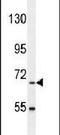 BUD13 Homolog antibody, PA5-24251, Invitrogen Antibodies, Western Blot image 