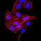 Serine Peptidase Inhibitor, Kunitz Type 2 antibody, orb157523, Biorbyt, Immunofluorescence image 