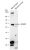 N-Acylsphingosine Amidohydrolase 1 antibody, NBP2-15479, Novus Biologicals, Western Blot image 