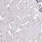 Melanoma inhibitory activity protein 3 antibody, PA5-63209, Invitrogen Antibodies, Immunohistochemistry paraffin image 