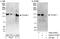 Pumilio RNA Binding Family Member 1 antibody, A302-576A, Bethyl Labs, Immunoprecipitation image 