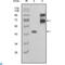 Fibulin 2 antibody, LS-C813972, Lifespan Biosciences, Western Blot image 