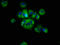 Ras Homolog Family Member D antibody, LS-C671089, Lifespan Biosciences, Immunofluorescence image 