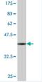 Mediator Complex Subunit 22 antibody, H00006837-M01, Novus Biologicals, Western Blot image 