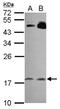 Regulator Of G Protein Signaling 8 antibody, NBP2-20153, Novus Biologicals, Western Blot image 