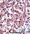 Histamine Receptor H1 antibody, abx028046, Abbexa, Immunohistochemistry frozen image 