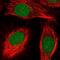 Sodium Channel Modifier 1 antibody, NBP2-55365, Novus Biologicals, Immunofluorescence image 