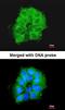 Cytochrome C Oxidase Subunit 7B2 antibody, orb74294, Biorbyt, Immunocytochemistry image 