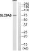 Solute Carrier Family 9 Member A6 antibody, PA5-39466, Invitrogen Antibodies, Western Blot image 