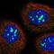 NOP2 Nucleolar Protein antibody, NBP1-92192, Novus Biologicals, Immunocytochemistry image 